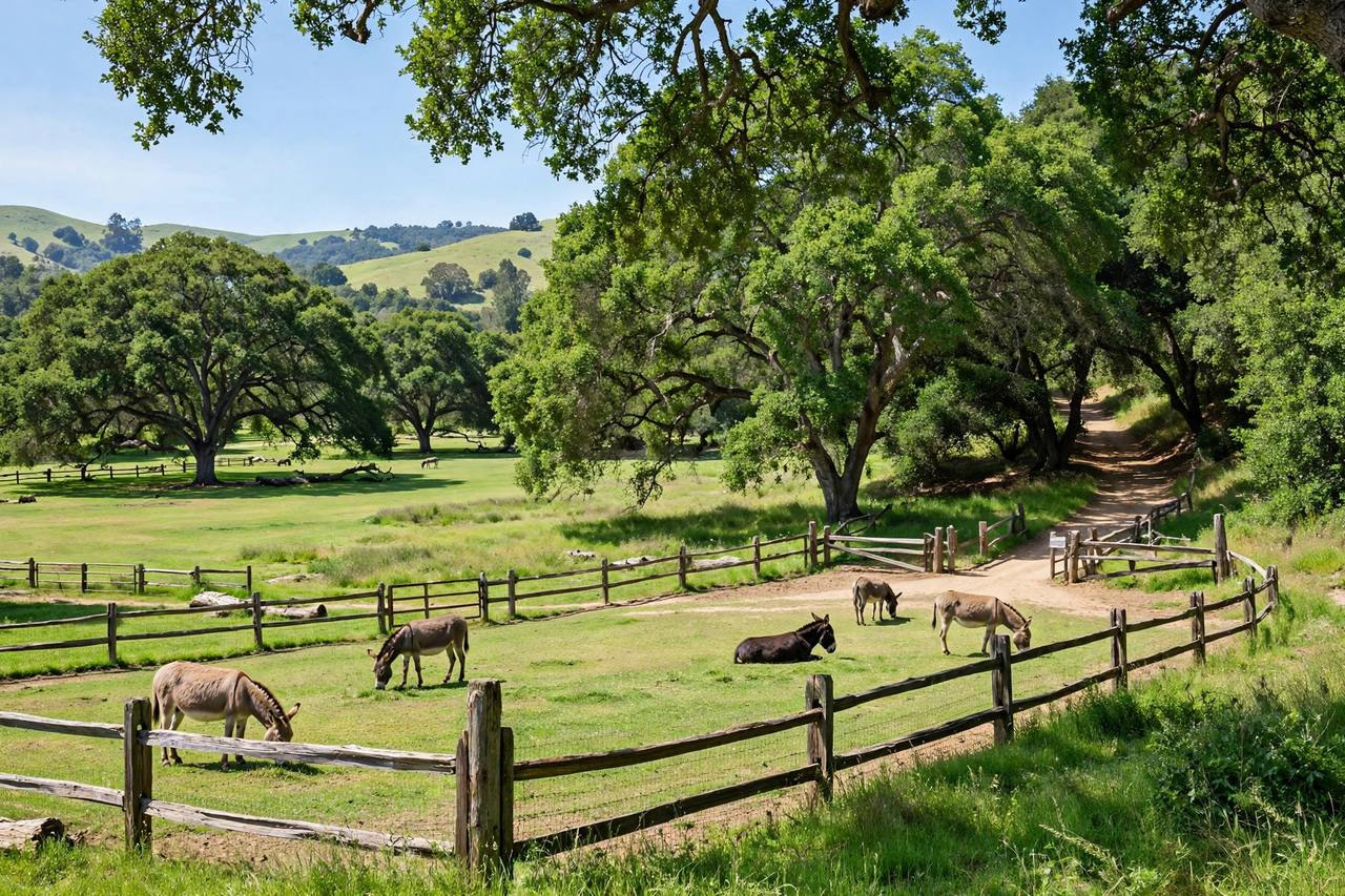 Walnut grove park in Barron Park, Palo Alto