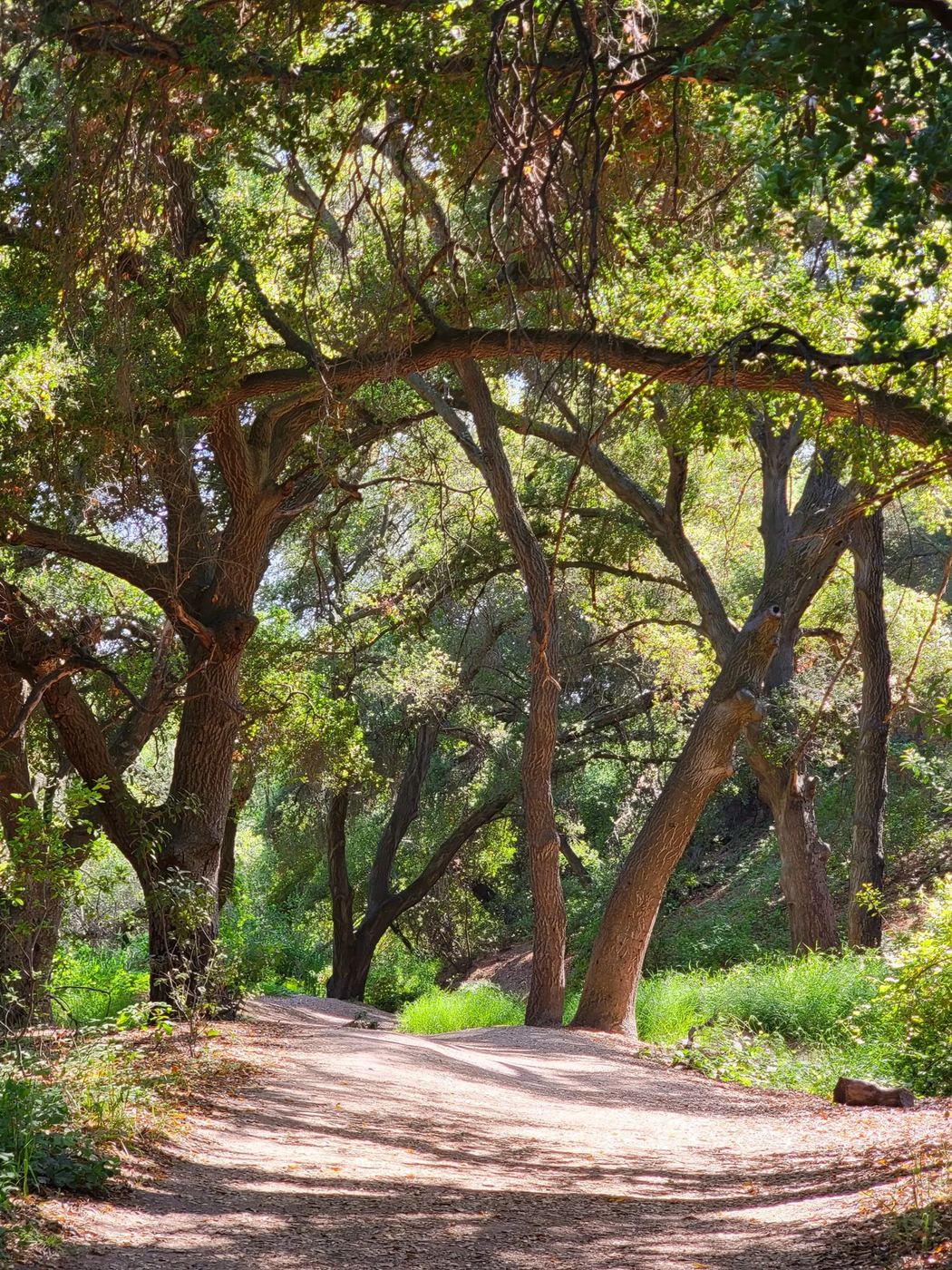 Trailhead near Belgatos, Los Gatos with hikers and oak woodland