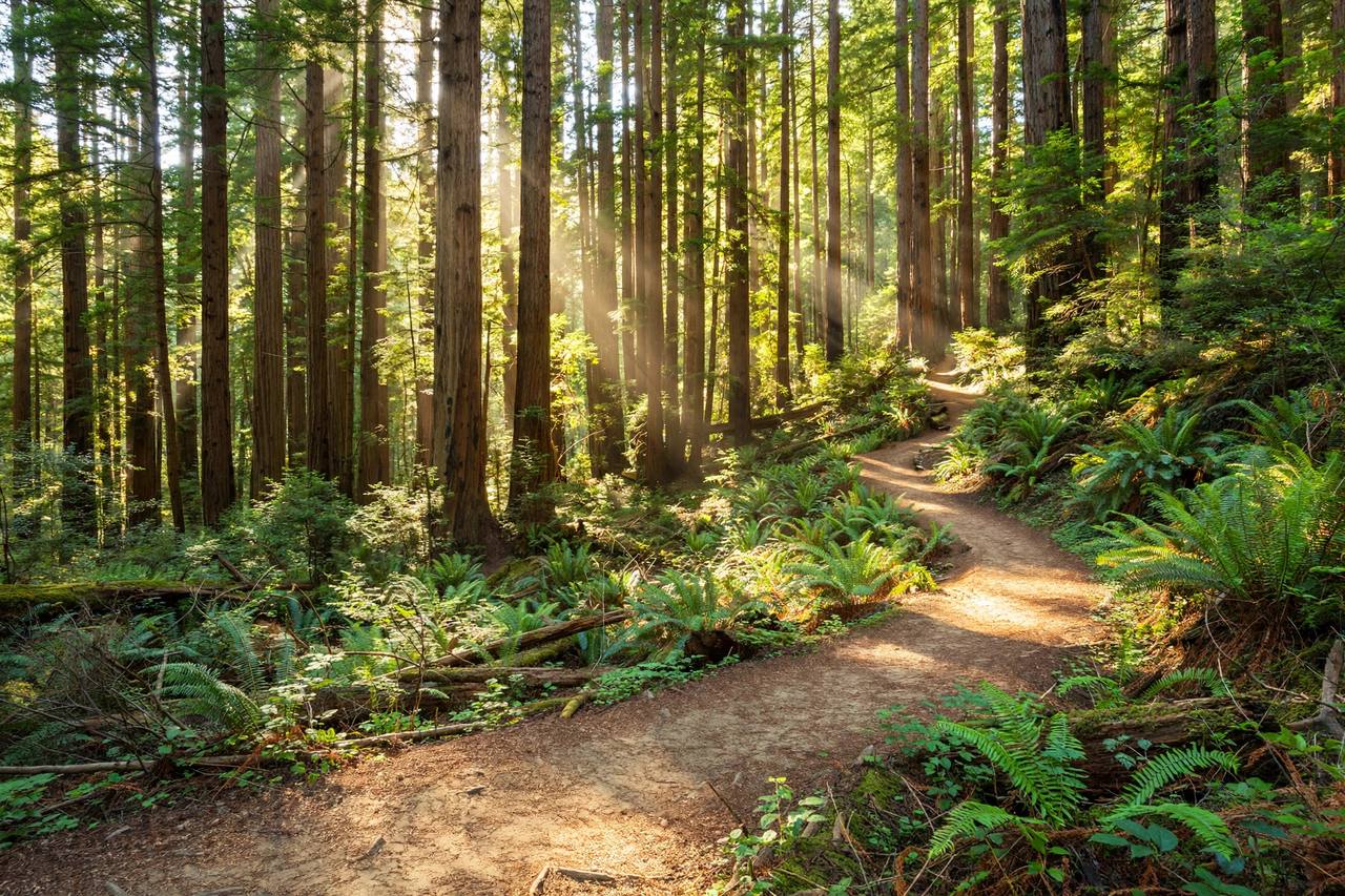 Wunderlich Park redwoods, Woodside