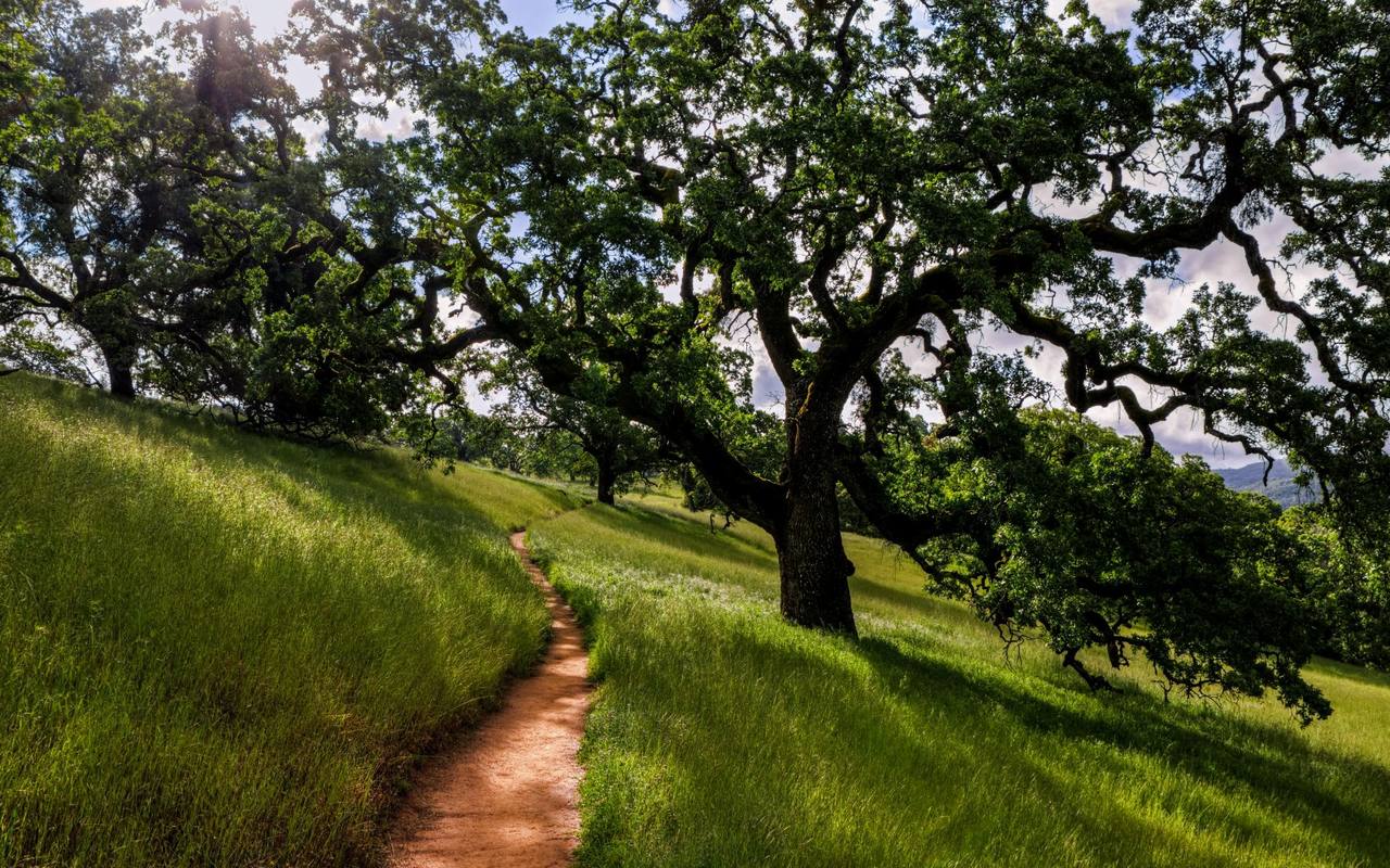 Foothill hiking trail with oak trees near Cupertino