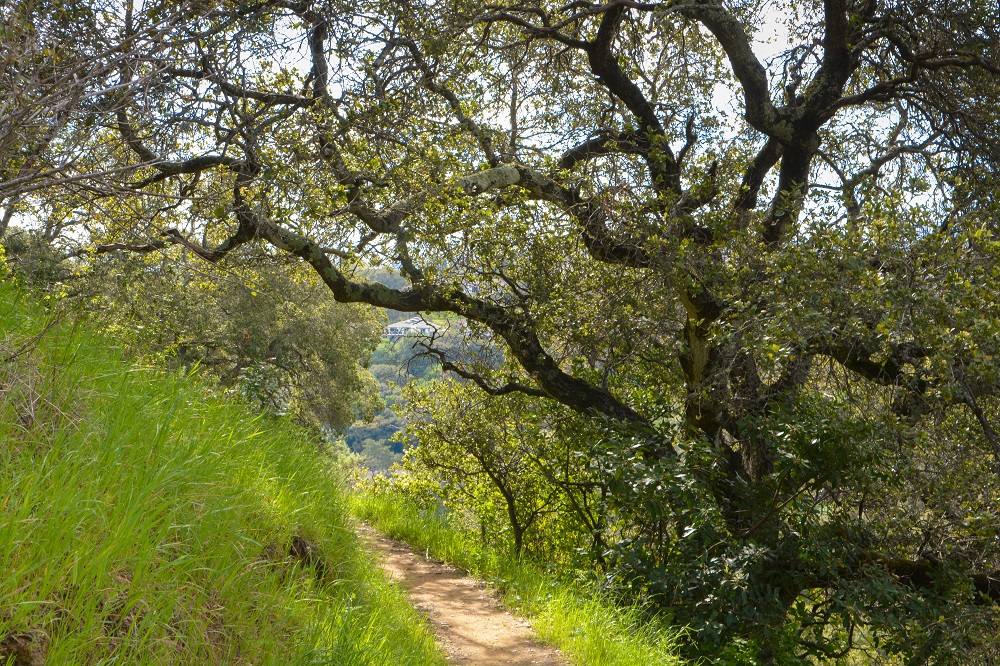 Green open space and trail near Clearfield Park, San Carlos