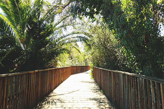 Wooden boardwalk along the Los Gatos Creek Trail near Campbell