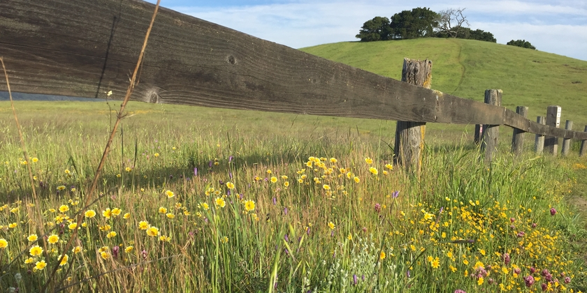 Wildflower meadows at Edgewood Park Natural Preserve