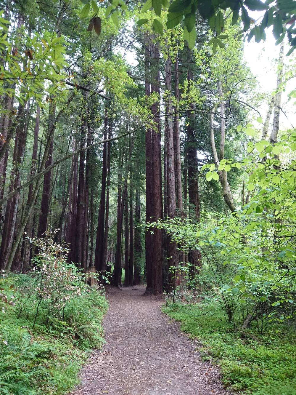 Redwood trail near Family Farm, typical of nearby Huddart Park