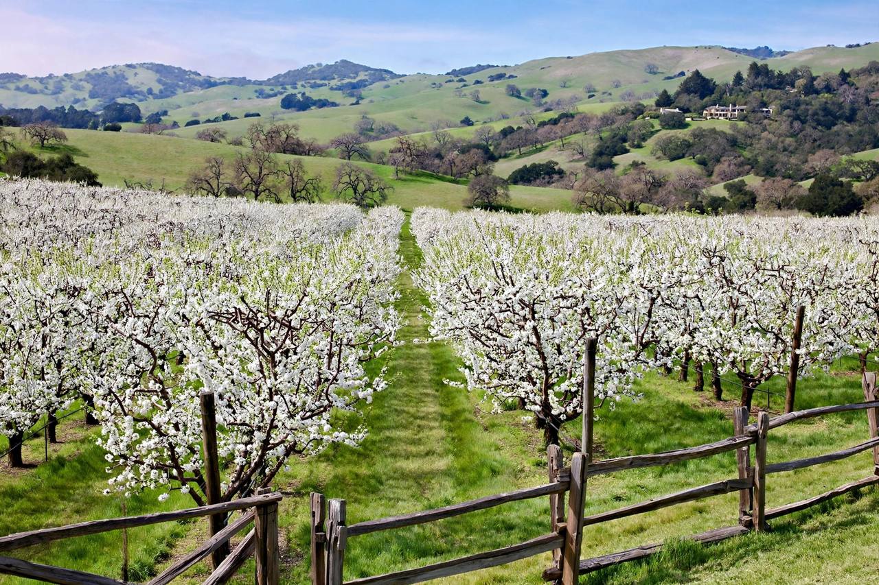 Orchard park in Fruitvale, Saratoga