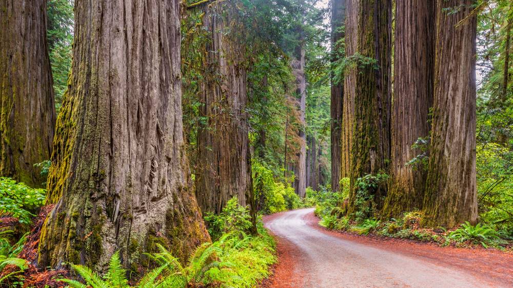 Redwood forest path near Hidden Valley, typical of nearby Huddart Park