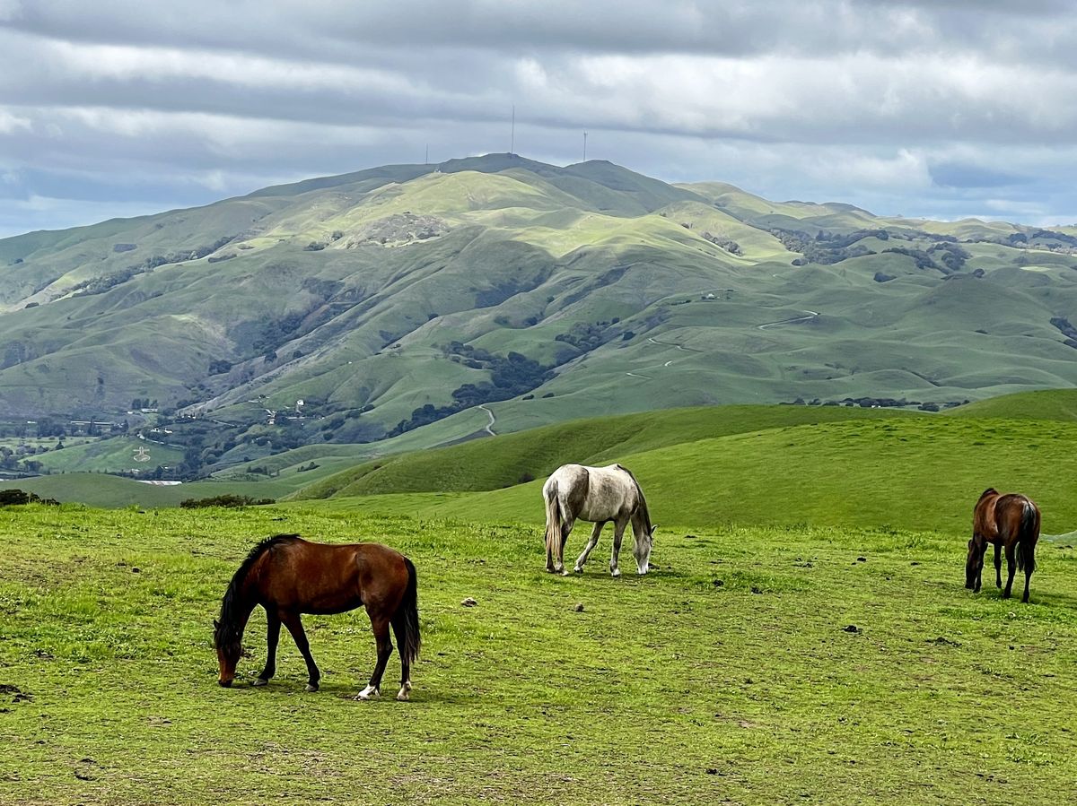 Horses grazing on green hills near Lakeside, Los Altos Hills