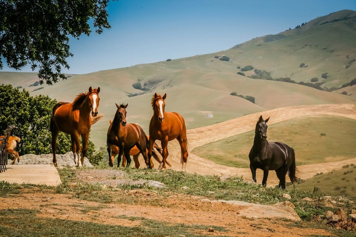 Horses on golden hills near the Foothills, Los Altos Hills, California