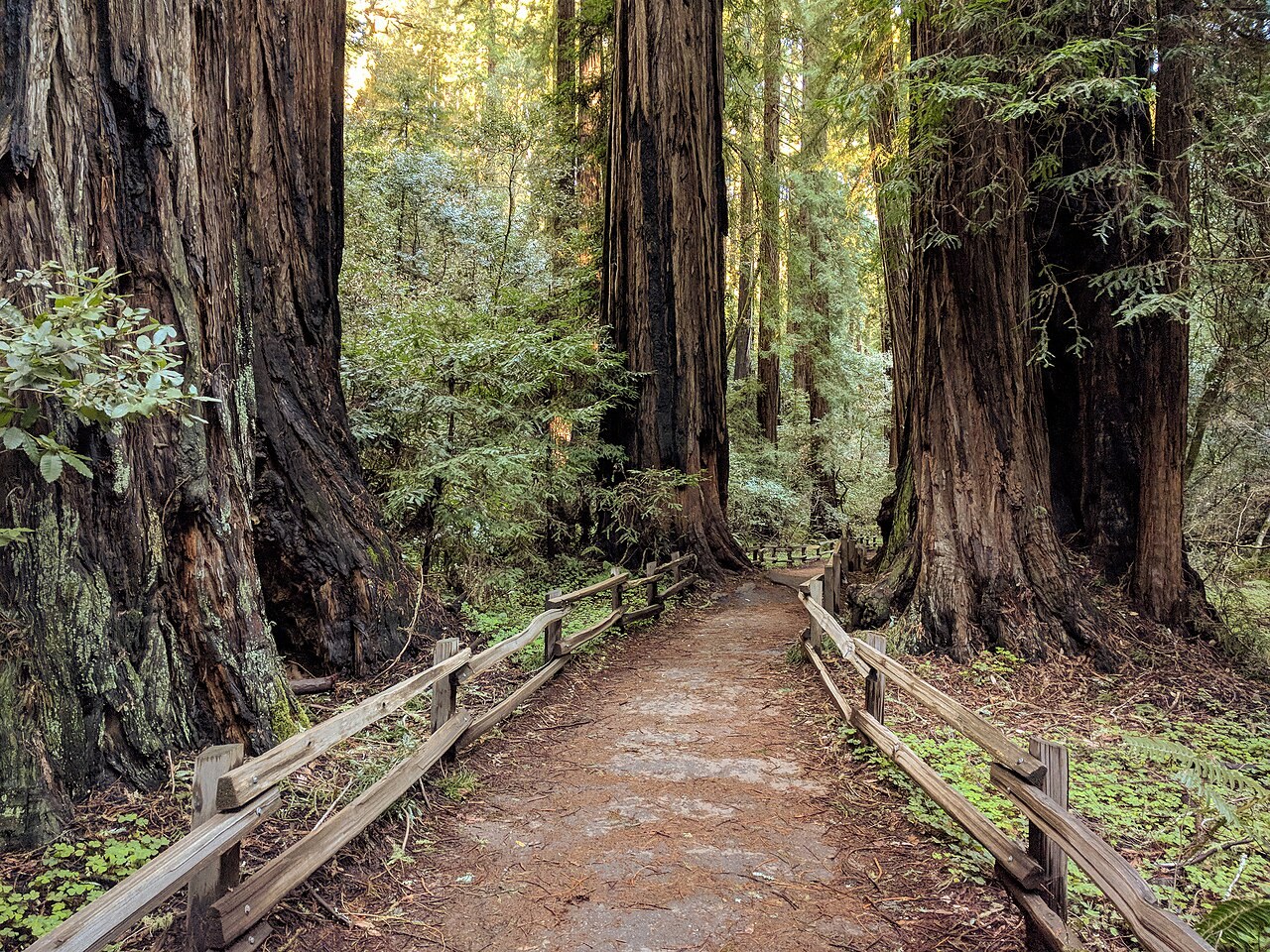 Redwood grove in a Los Altos park, California
