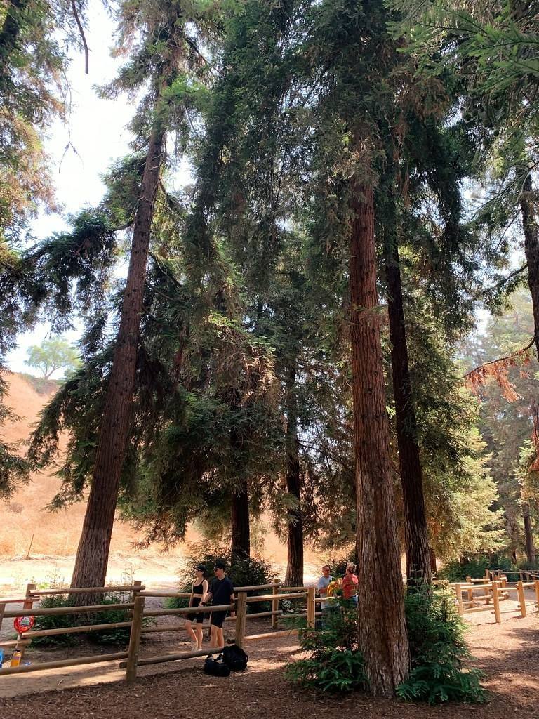 Redwood trees in a Menlo Park-area park near Allied Arts, California