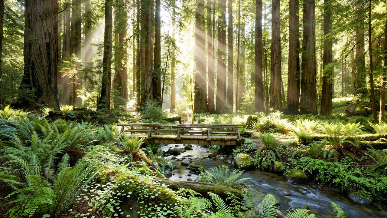 Redwood forest along Old La Honda Road