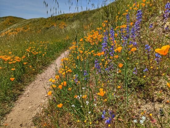 Meadow trail with wildflowers in Portola Valley open space