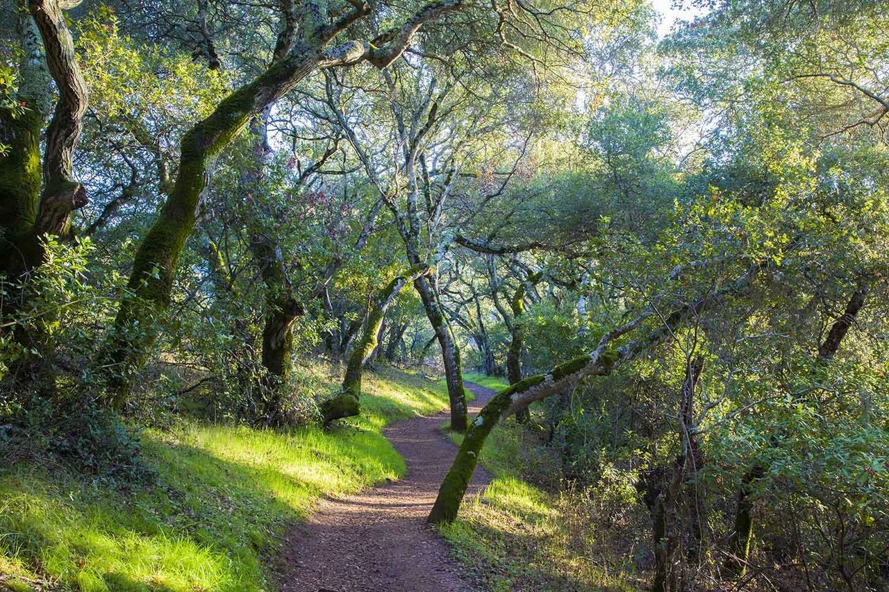Panoramic valley view from trails near Surmont, Los Gatos