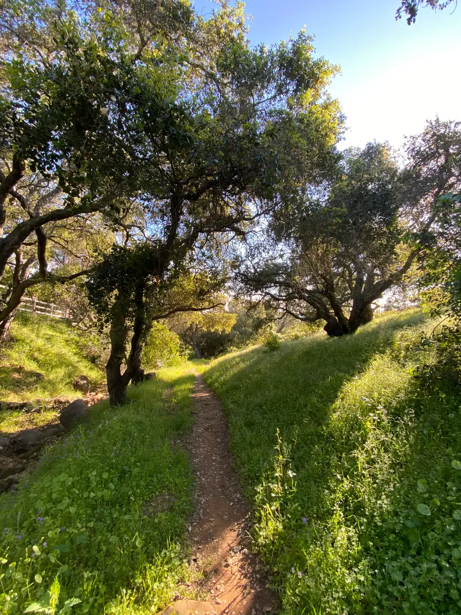 Bay Area hiking trail through oak trees