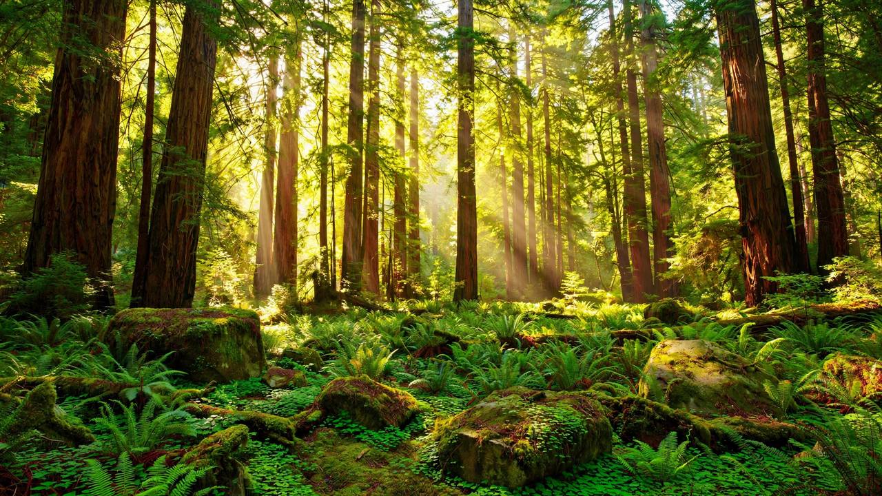 Forested glen trails, Woodside